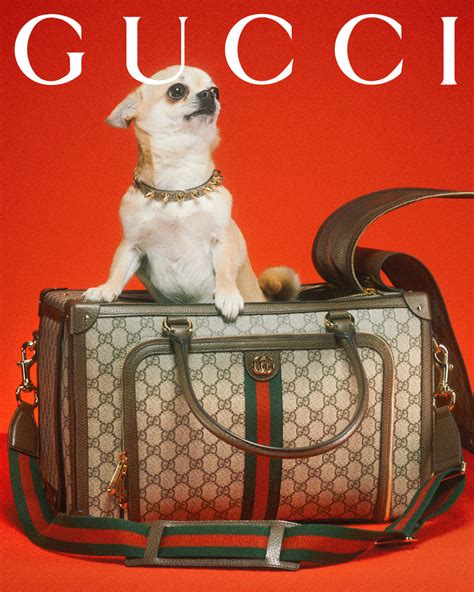 ceramic dog gucci|Gucci’s Newest Collection Is for Luxury.